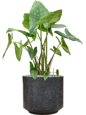 Alocasia zebrina in Baq Terrazzo Office Plant With Pot 108cm Height 41cm Dia