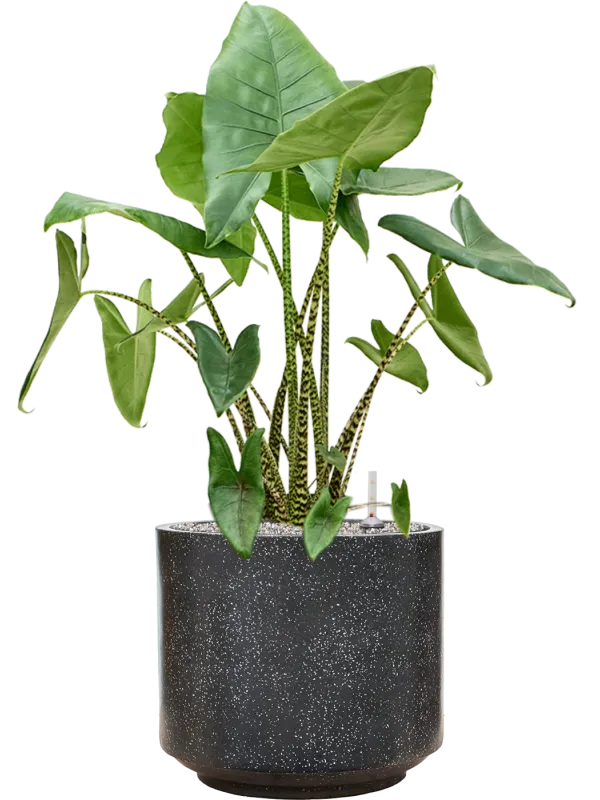 Alocasia zebrina in Baq Terrazzo Office Plant With Pot 108cm Height 41cm Dia