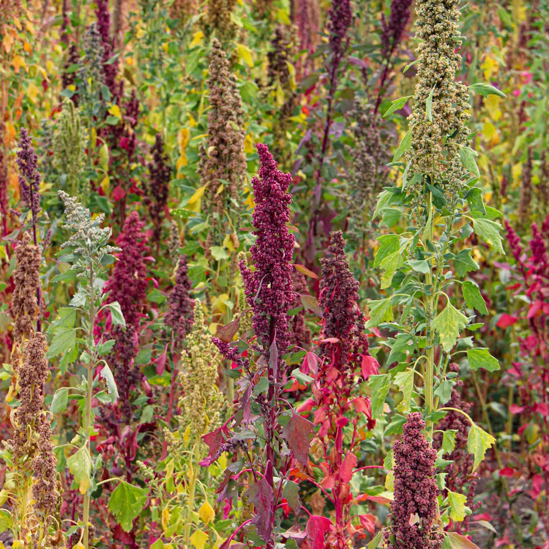 Organic Quinoa - Tri-Color Blend